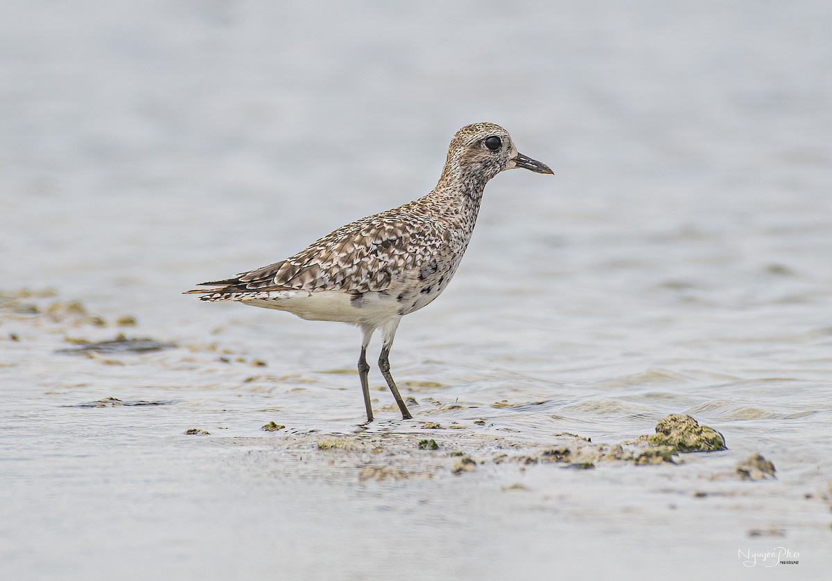 Black-bellied Plover - ML601576691