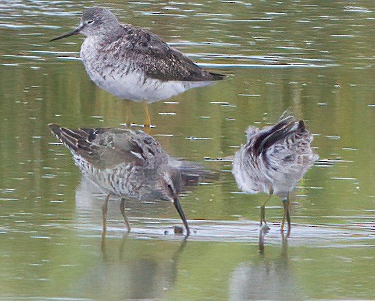 Stilt Sandpiper - ML601576711