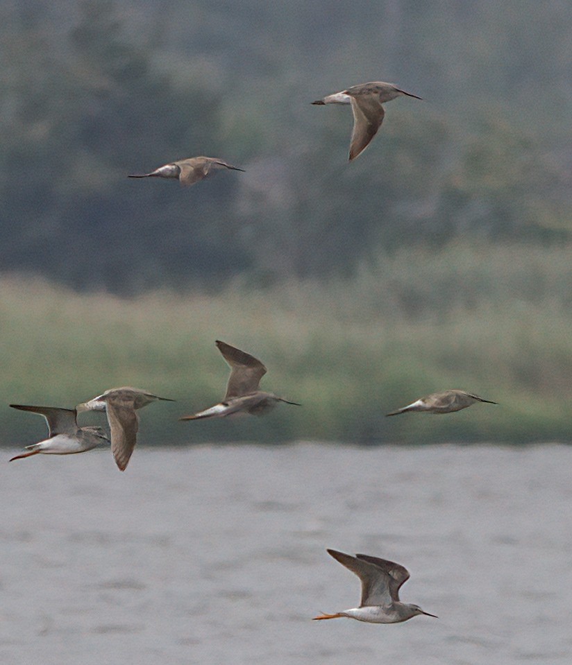 Stilt Sandpiper - John Gluth