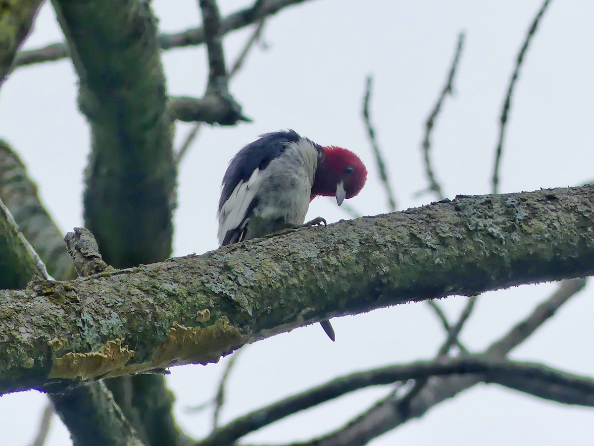 Red-headed Woodpecker - Cathy Brown
