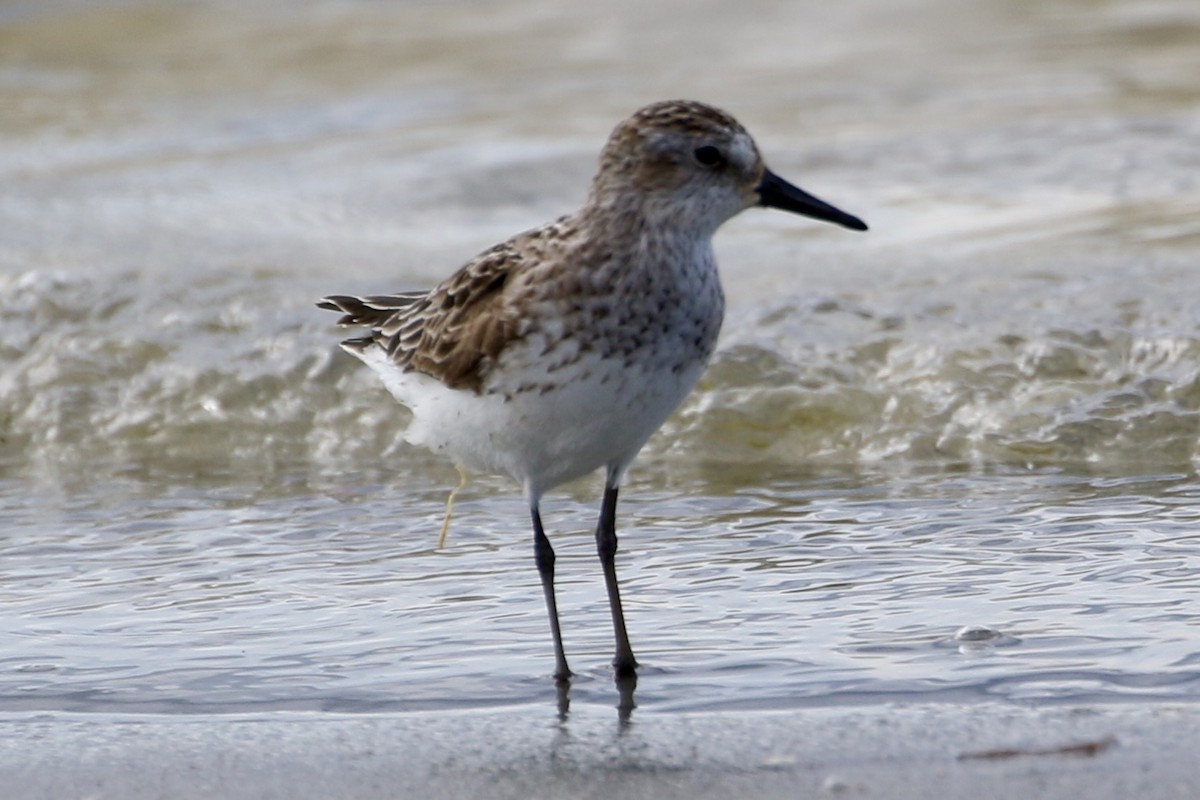 Semipalmated Sandpiper - ML601577131