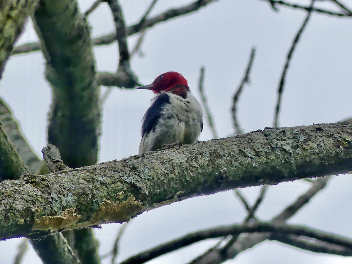 Red-headed Woodpecker - Cathy Brown
