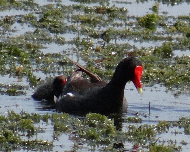 Common Gallinule - ML60157761