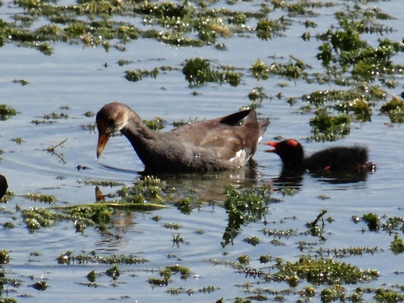 Common Gallinule - ML60157771