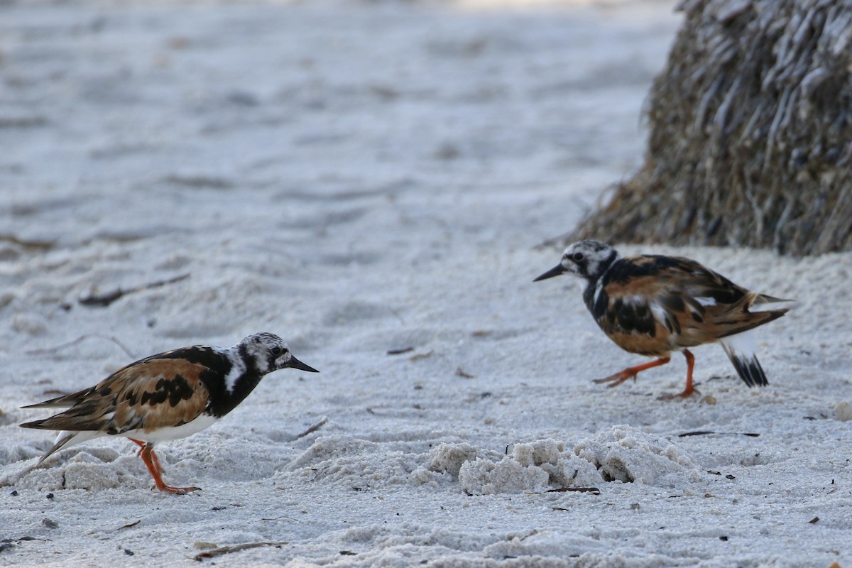 Ruddy Turnstone - ML601577921