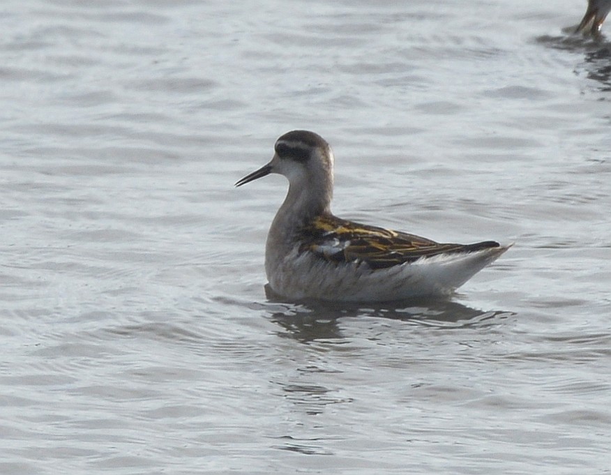 Phalarope à bec étroit - ML601578131