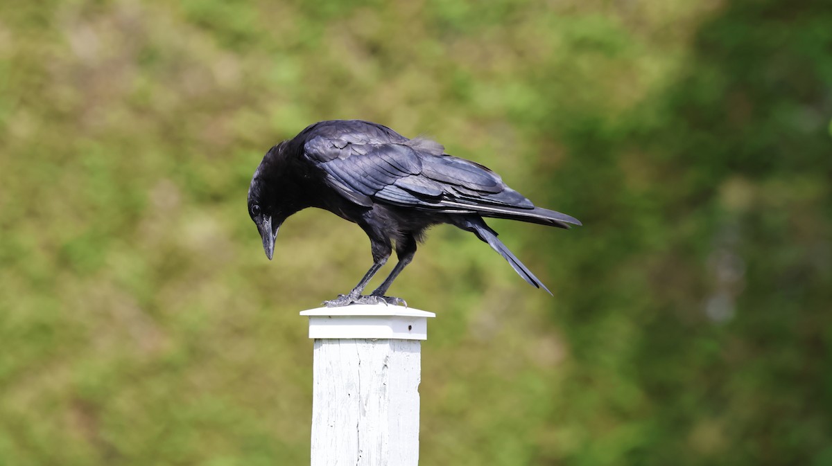 American Crow - ML601579121