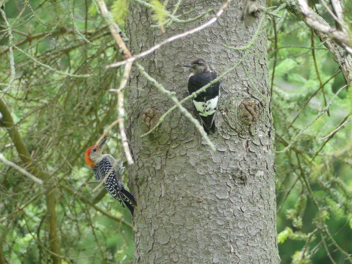 Red-headed Woodpecker - ML601579191