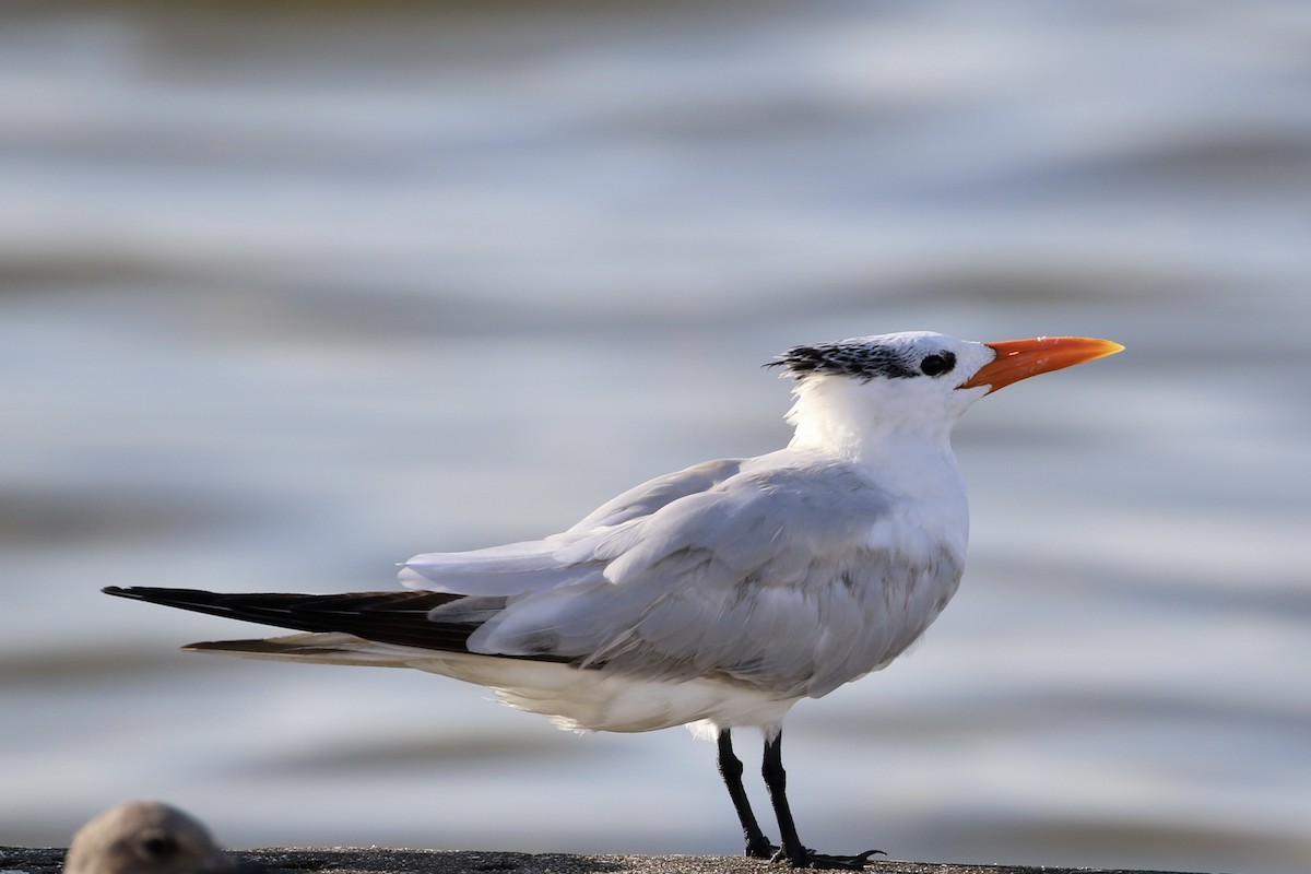 Royal Tern - ML601579441