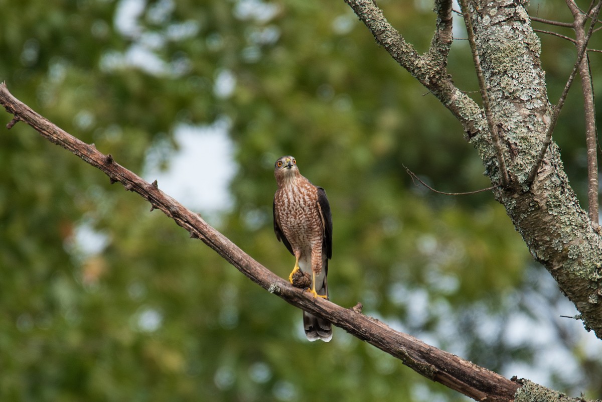 Cooper's Hawk - Ian Campbell