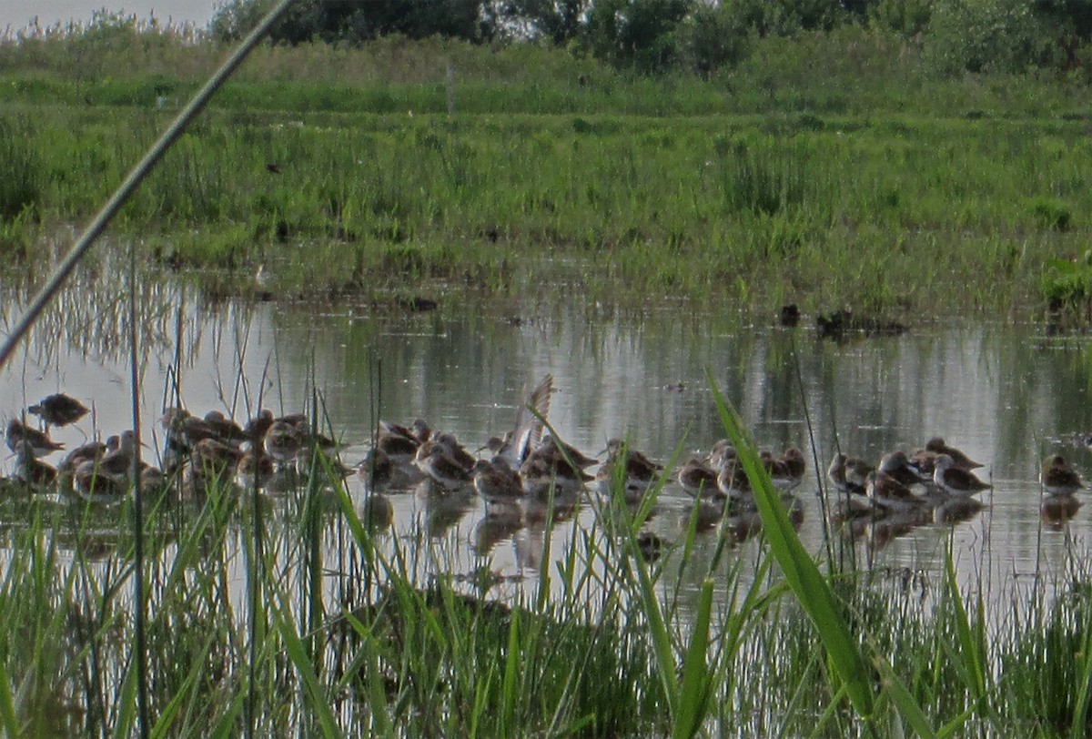 Dunlin - ML60158261