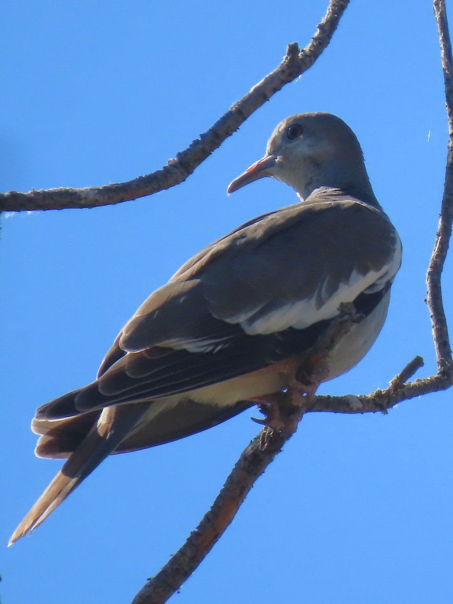 White-winged Dove - ML601582731