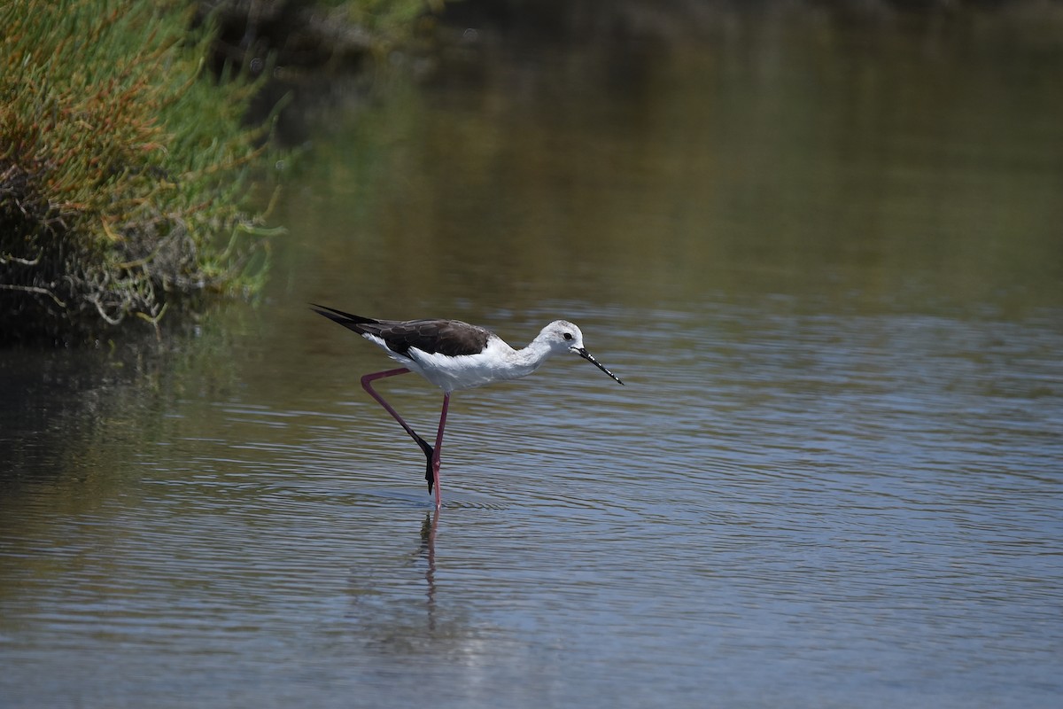 Black-winged Stilt - ML601582911