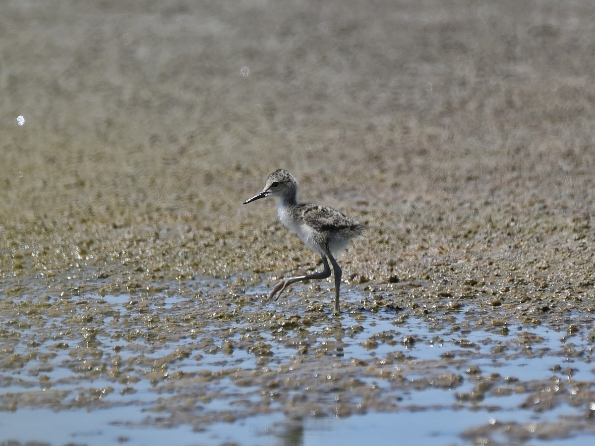 Black-winged Stilt - ML601583101