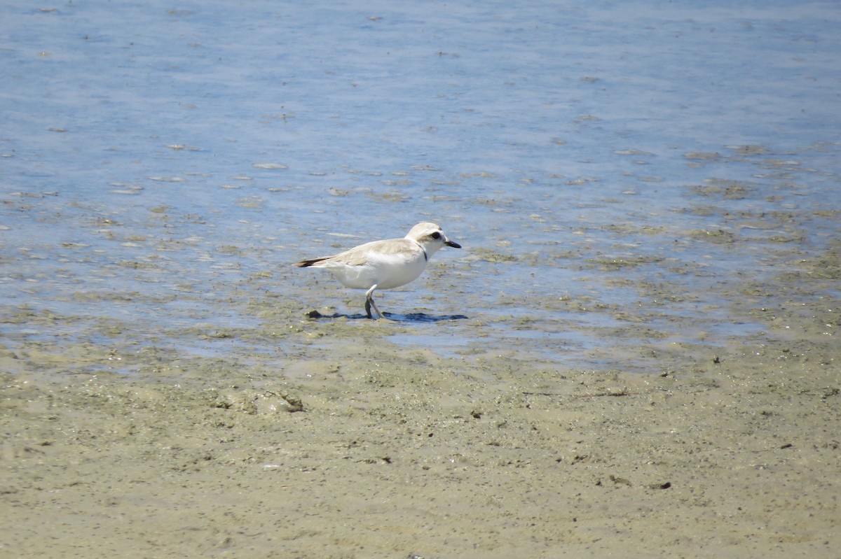 Snowy Plover - Mary Ritter