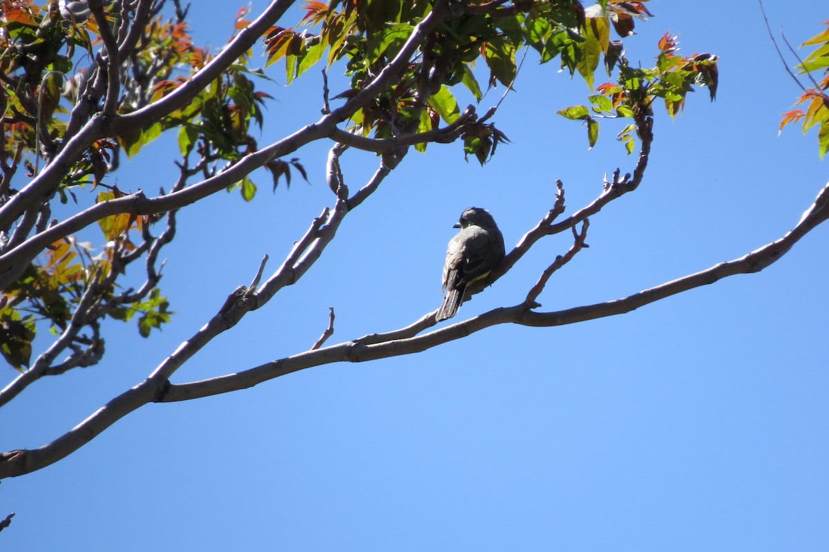 Western Kingbird - ML601584061