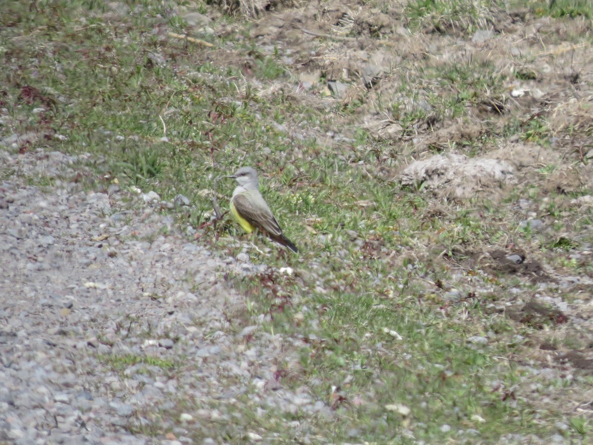 Western Kingbird - ML601584071