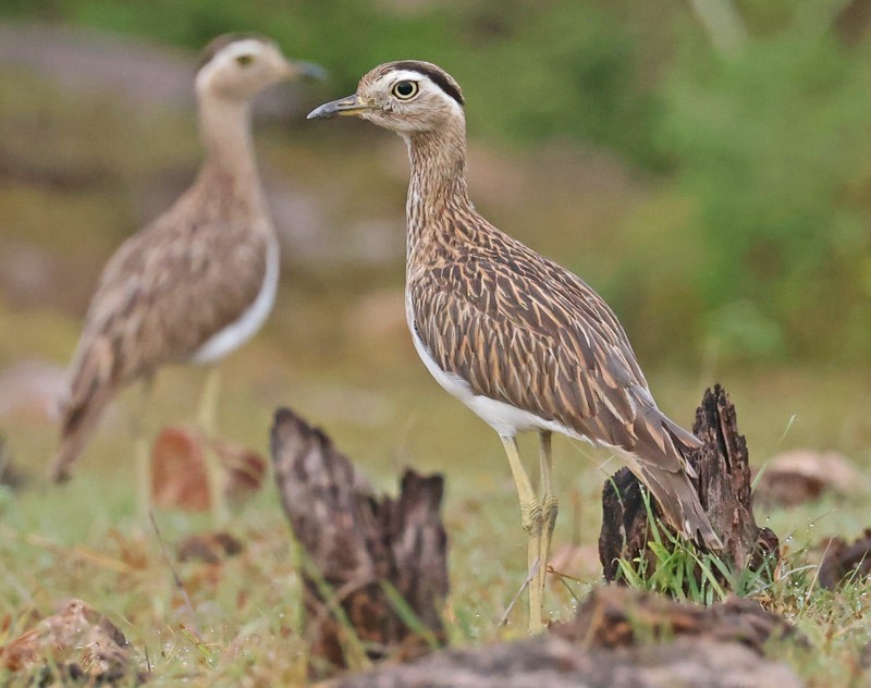Double-striped Thick-knee - ML601584121