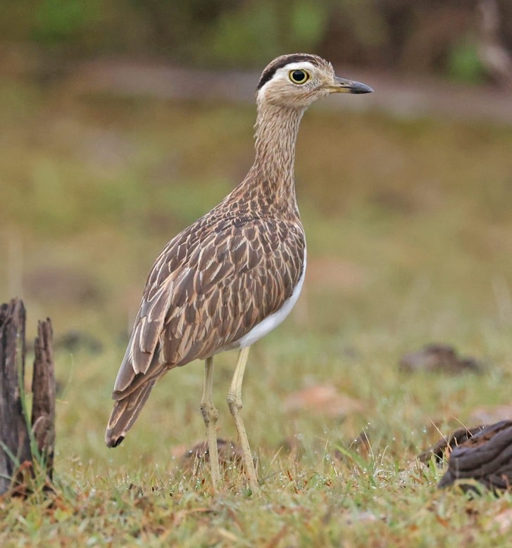Double-striped Thick-knee - ML601584131