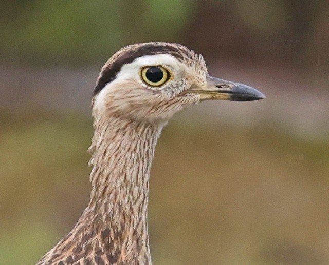 Double-striped Thick-knee - ML601584141