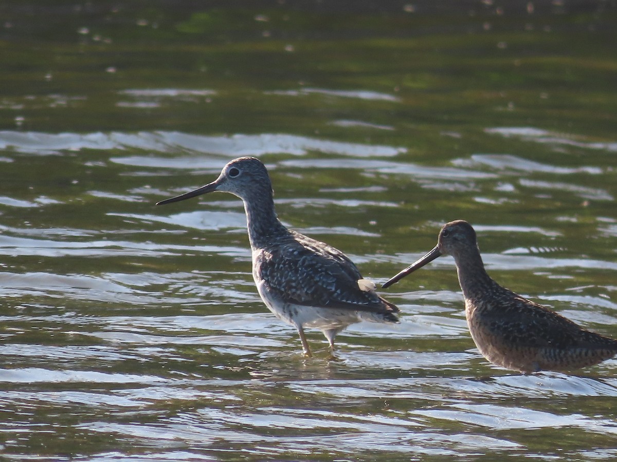 Greater Yellowlegs - ML601584451