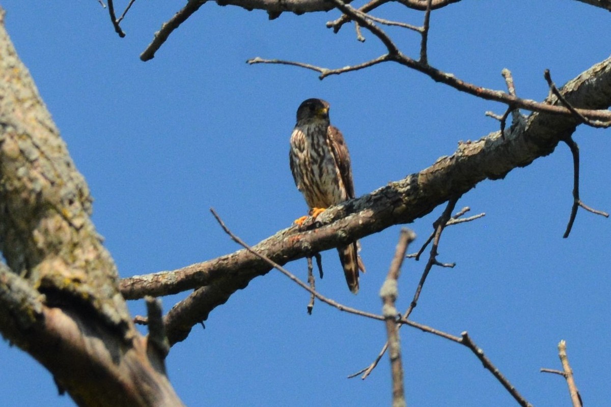 Smeriglio - ML601584831