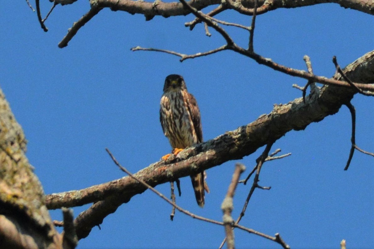 Smeriglio - ML601584881