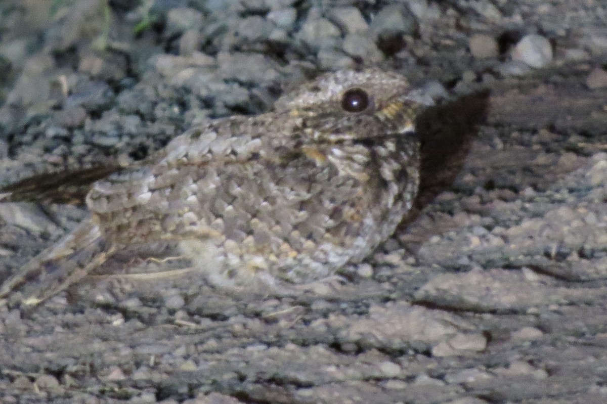 Common Poorwill - ML601585101