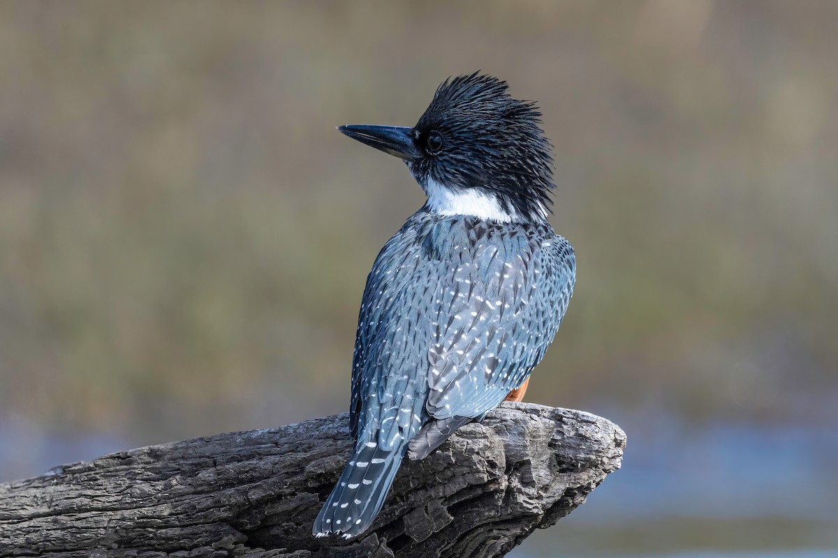 Ringed Kingfisher - Manuel Fernandez-Bermejo