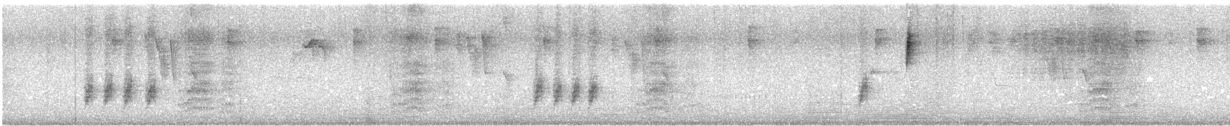 シロハラミソサザイ（spilurus グループ） - ML601586931