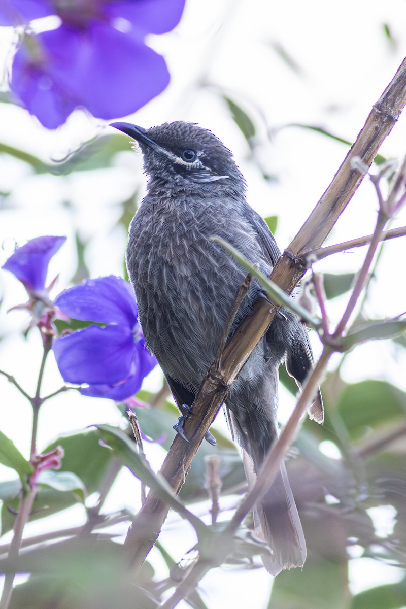 Eungella Honeyeater - Pedro Nicolau