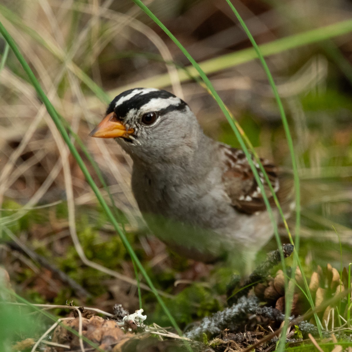 White-crowned Sparrow - Fredrik Strandin