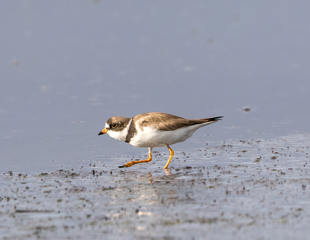 Semipalmated Plover - ML601590181