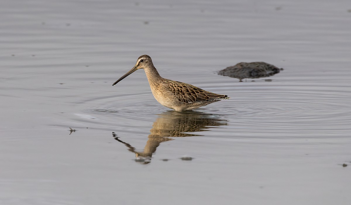 Короткоклювый бекасовидный веретенник - ML601590481