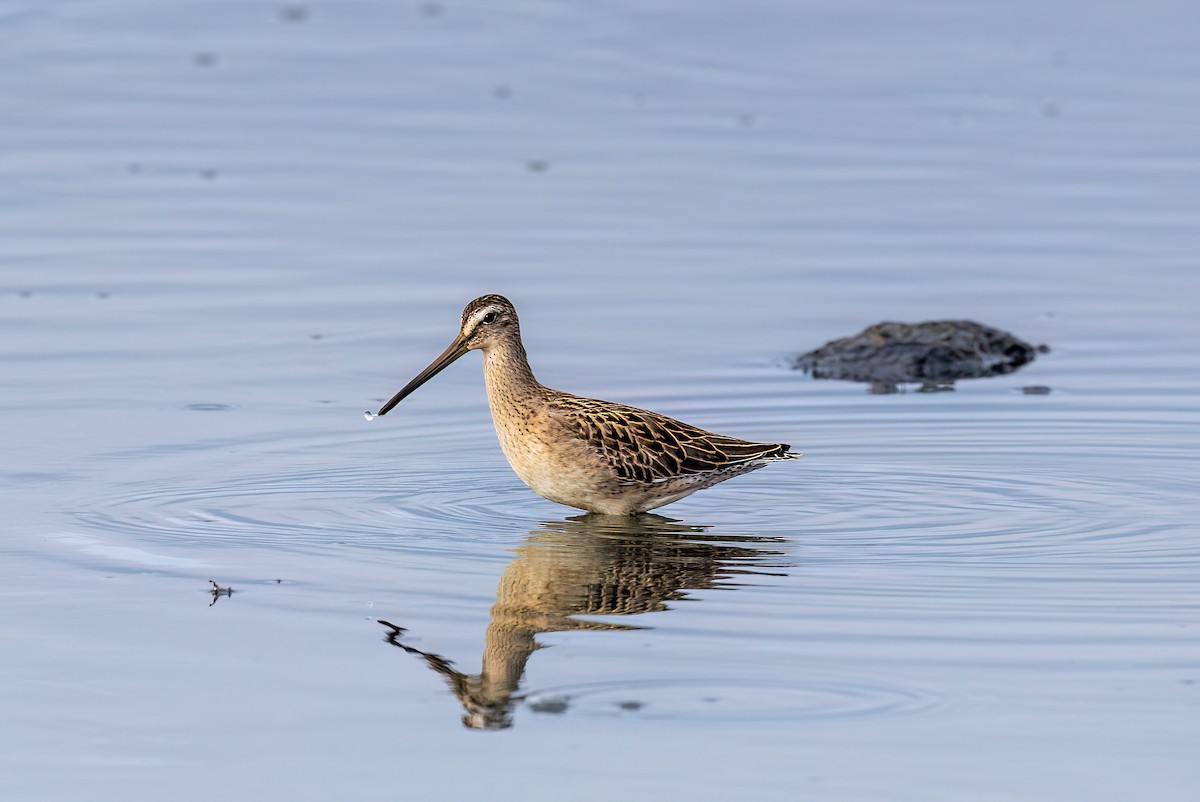 短嘴半蹼鷸 - ML601590491