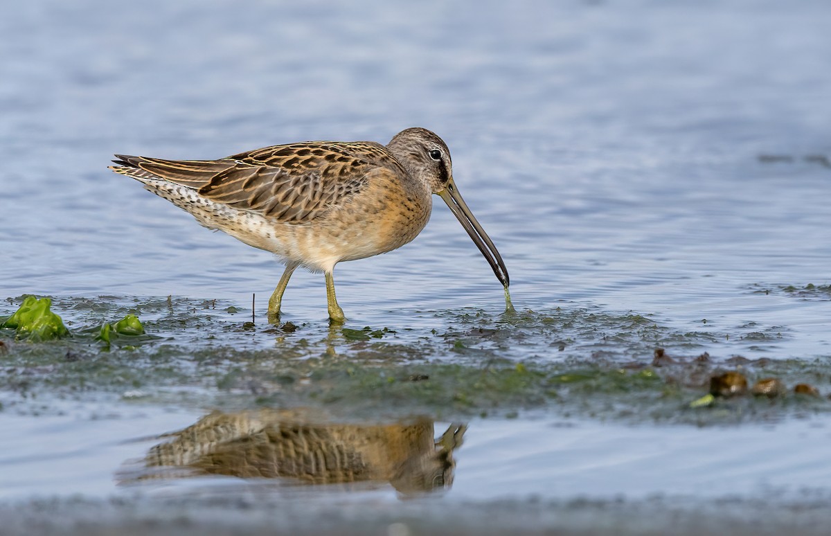 短嘴半蹼鷸 - ML601590501