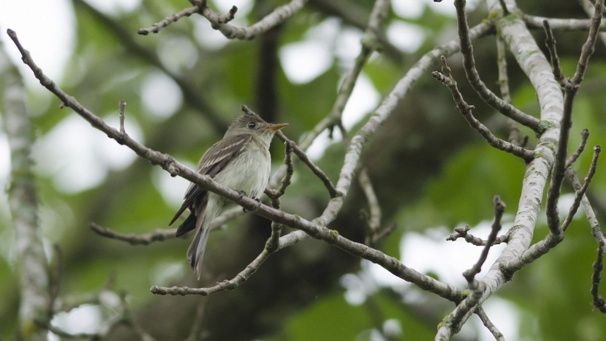 Eastern Wood-Pewee - ML60159051