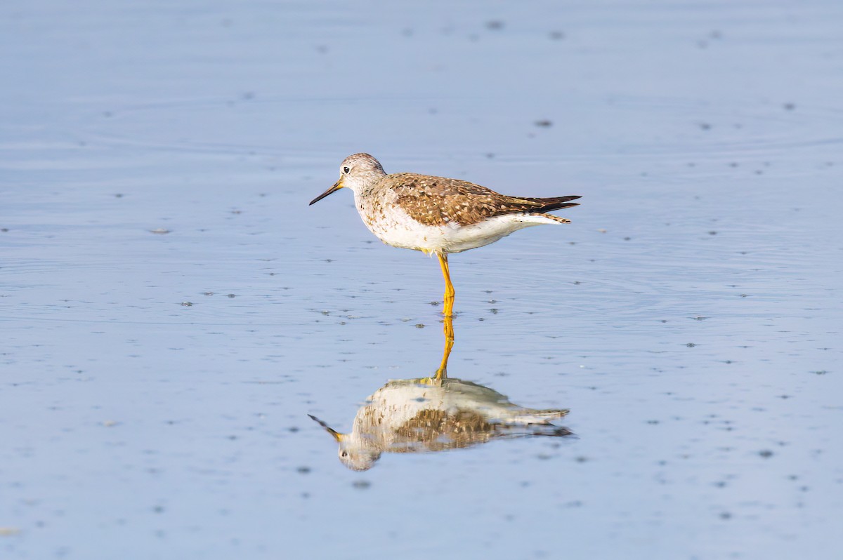 小黃腳鷸 - ML601591691