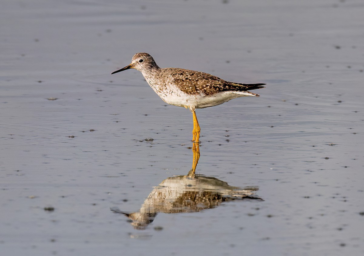 Желтоногий улит - ML601591701