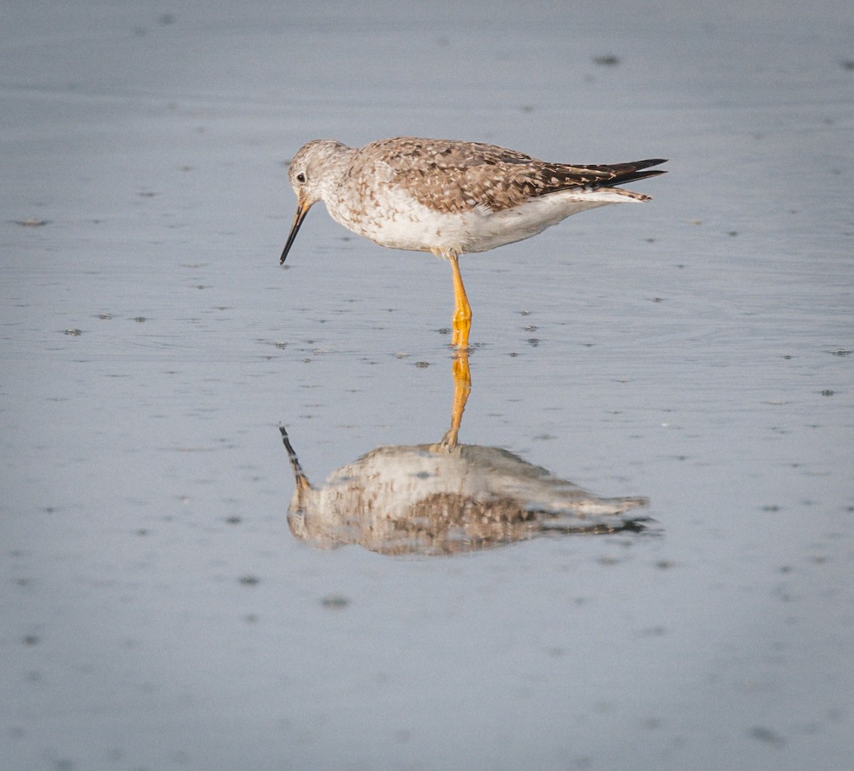 Желтоногий улит - ML601591711