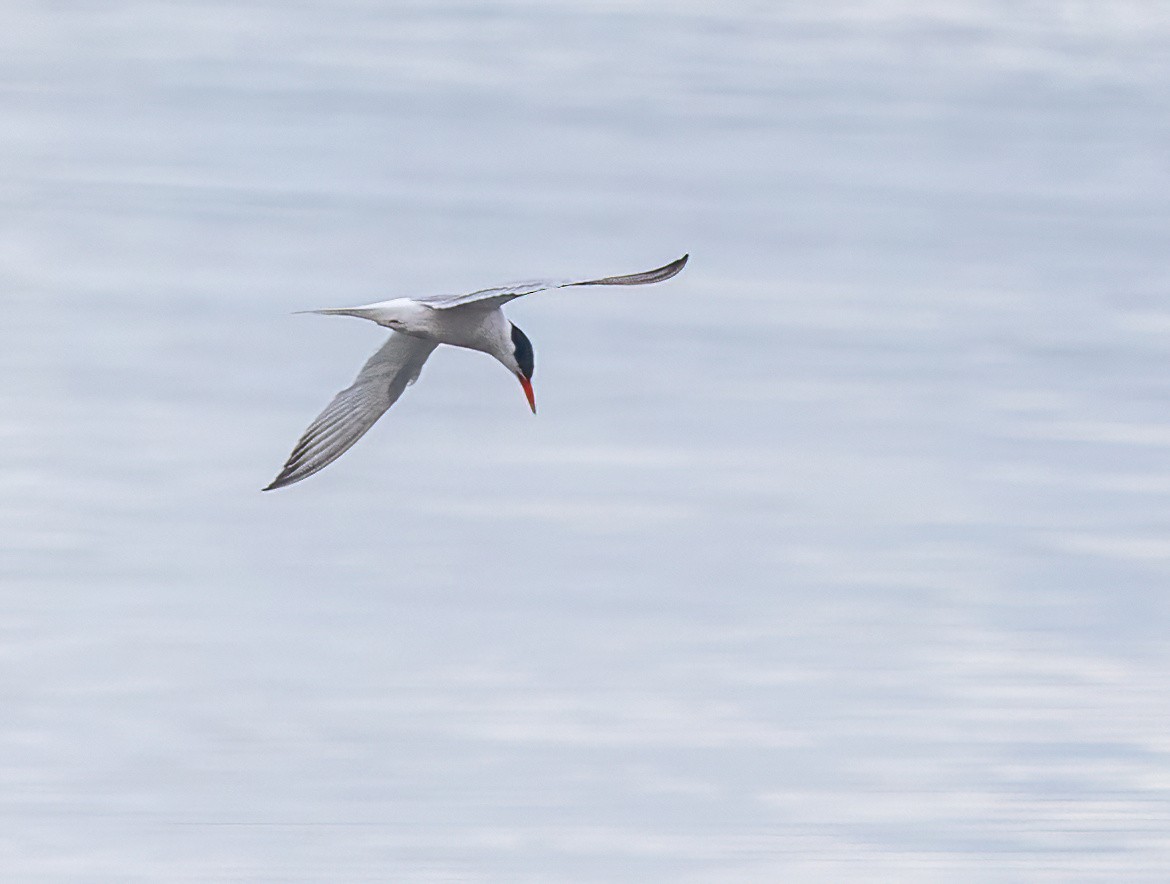 Речная крачка - ML601591731