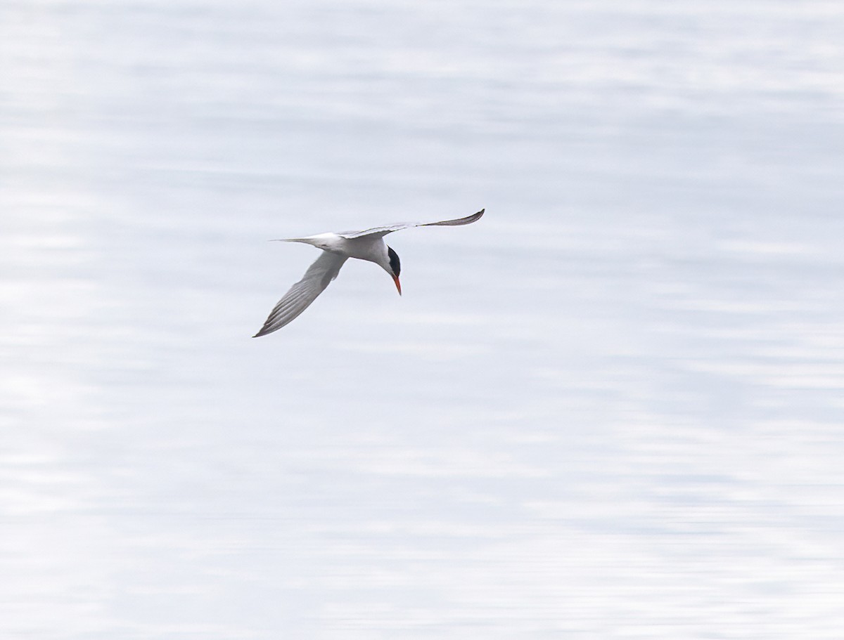 Речная крачка - ML601591751