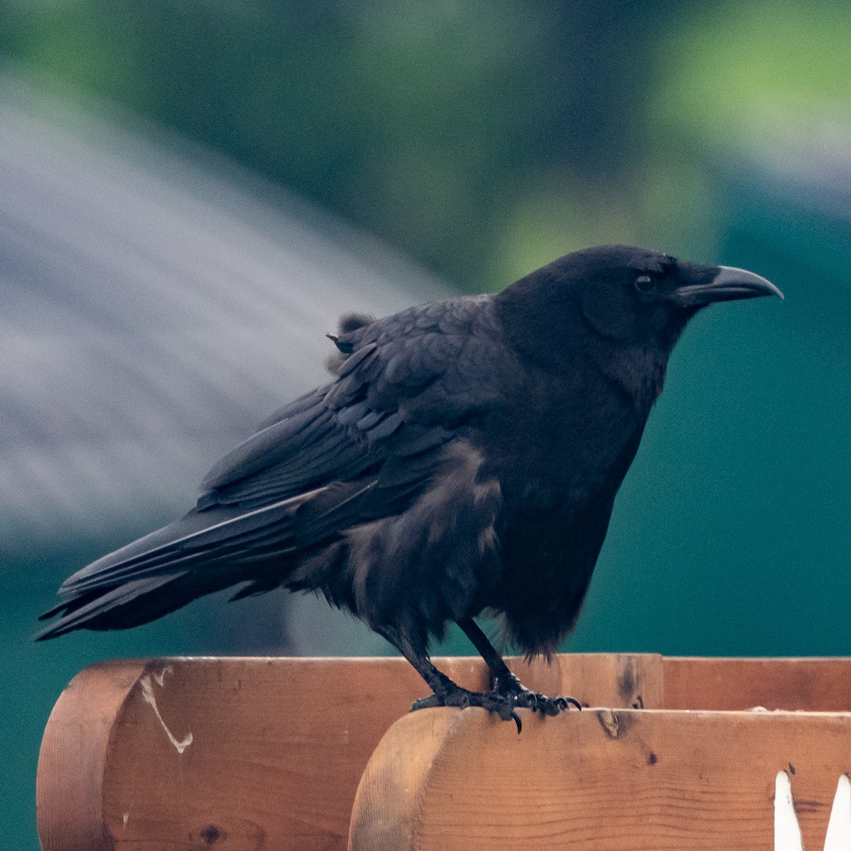 American Crow - ML601592121