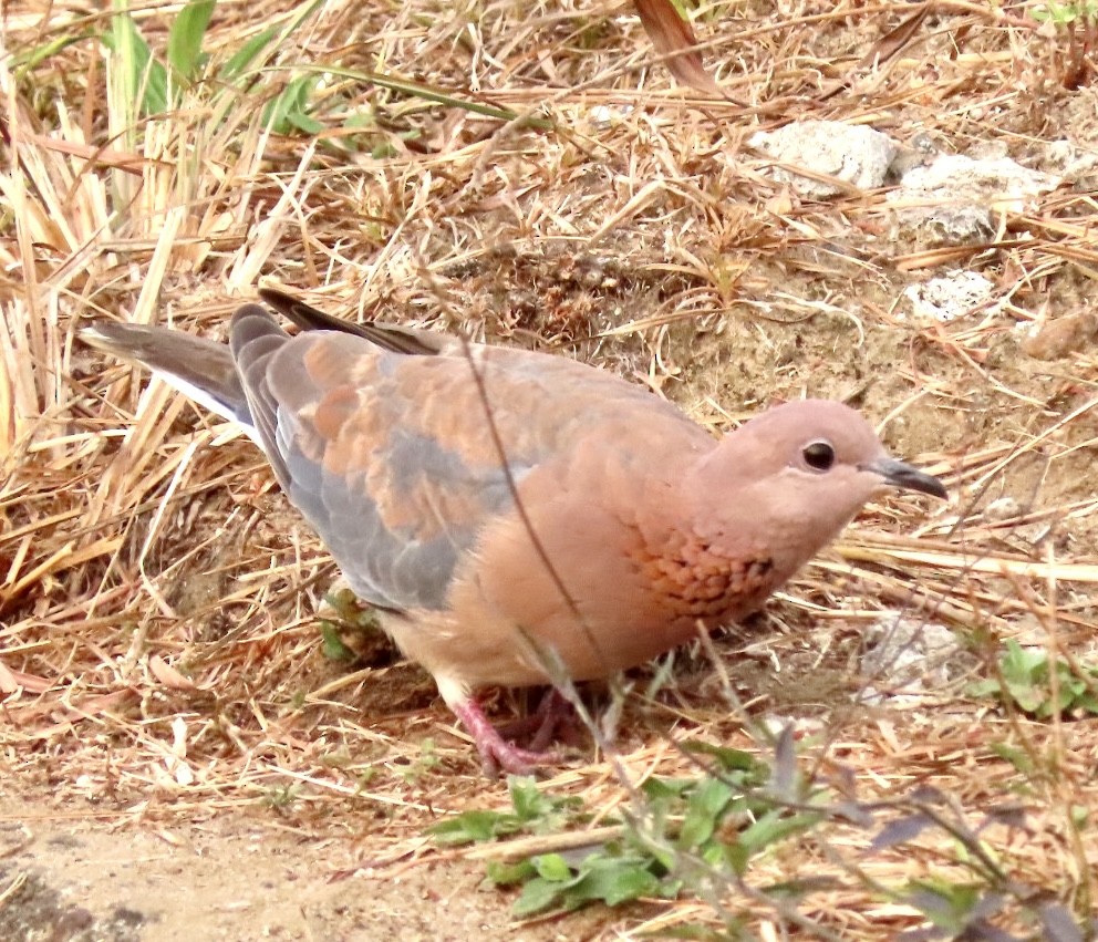 Tórtola Senegalesa - ML601592191