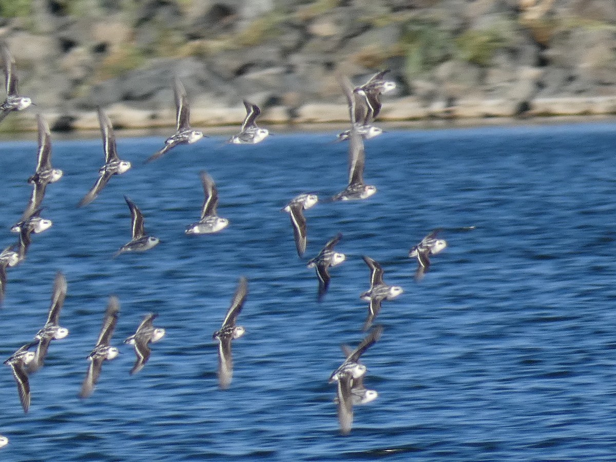 Phalarope à bec étroit - ML601592791