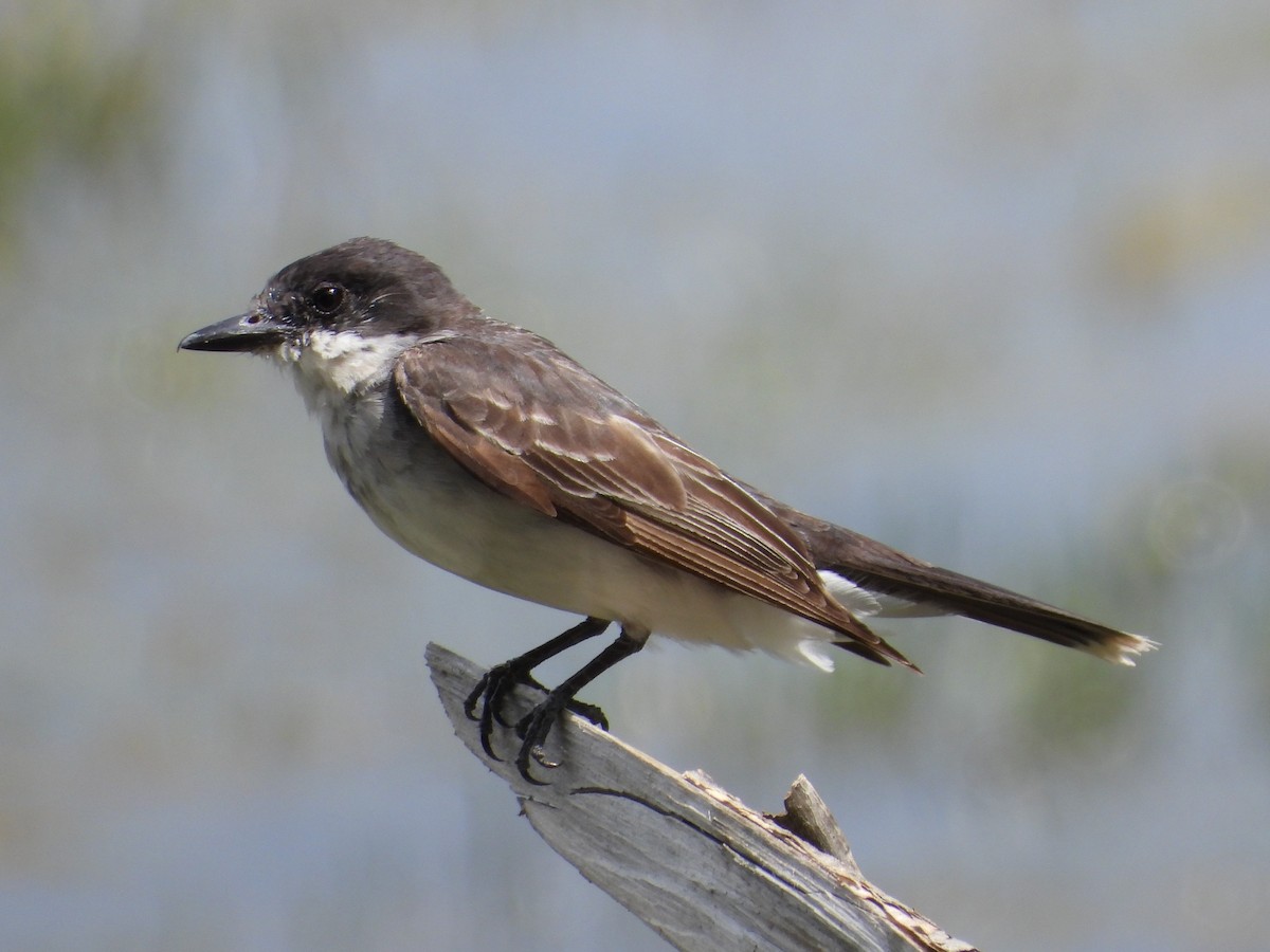 Eastern Kingbird - Mike Cianciosi