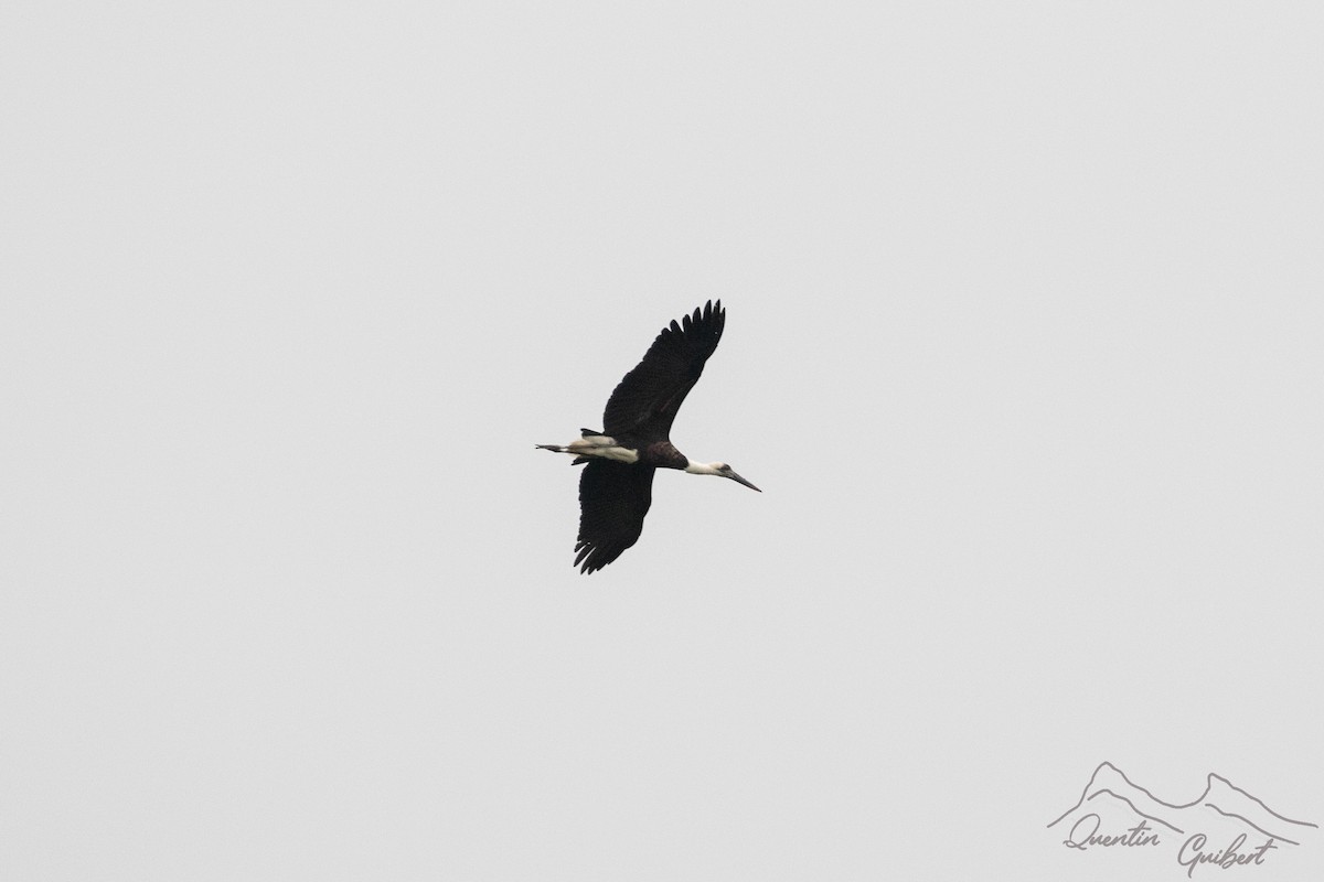 African Woolly-necked Stork - ML601594181