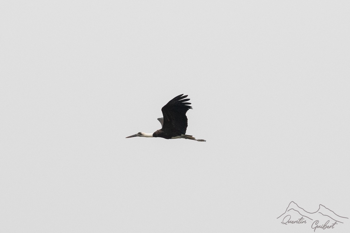 African Woolly-necked Stork - ML601594211