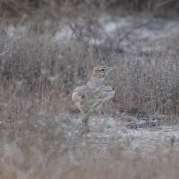 Crested Lark - ML601594511