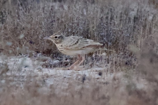 Crested Lark - ML601594531